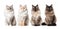 Four fluffy cats . Generative AI