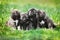 Four fluffy gray puppies outdoors