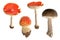 Four fly-agaric mushrooms