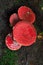 Four Fly Agarics Amanita muscaria from above.