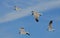 Four Flying Black and White Seagulls in the Skies