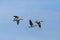 Four flying gray geese anser anser flying in blue sky