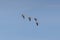 Four flying gray geese anser anser flying in blue sky