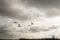 Four flying swans against an overcast sky