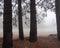 Four Foggy Mountain Pines