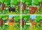 Four forest scene with wild animals