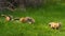 Four Fox pup siblings race to the open meadow in Jackson Hole, Wyoming