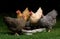 Four free range Bantam hens.