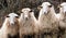 Four French sheep with long wool watching at the camera