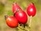 Four fresh red ripe rose hips wild on branch rosa canina