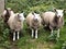 Four Friendly Sheep In Northumberland, England.