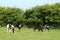 Four friesian calves grazing in grassy field