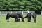 Four Friesian horses grazing