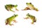 Four frogs on white