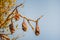 Four fruit bats also called flying foxes hanging upside down from the branch of a tree in Sydney, Australia.