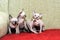 Four funny hairless sphynx on a red sofa