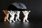 Four funny toy kittens with raised paws carry a gray wireless computer mouse. Dark background. A humorous concept about cats