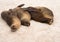 Four galapagos seals in a row on beach