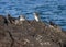 Four GalÃ¡pagos penguins Spheniscus mendiculus