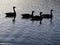 Four geese as a silhouette on a lake against the sun