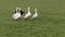 Four Geese Birds.