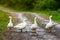 Four geese on the country road