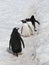 Four gentoo penguins in snow