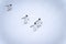 Four gentoo penguins waddle down snowy slope