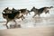 Four german sheperd dogs play in the water