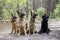 Four german shepherd dog in forest