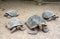 Four Giant Tortoises