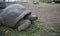Four Giant tortoises on Mauritius Island