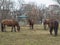 Four ginger brown horses eating straw on meadow in autumn misty