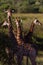 Four Giraffe\'s Ears Alert Wildlife