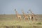 Four giraffe walking in Masai Mara with a safari car in a distance in Kenya