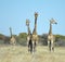 Four Giraffes