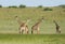 Four giraffes, Giraffa Maasai Mara, Kenya, Africa