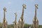 Four giraffes look in the same direction, perhaps alerted by a sound or movement. Etosha national park, Namibia, Africa