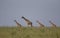 Four Giraffes at Masai Mara National Park