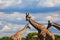 Four giraffes stand in Etosha National Park, Nambia, Africa