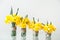 Four Glass Vases with Bright Yellow Daffodils