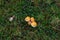 Four glistening orange ribbed mushrooms growing in a field