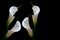 Four glowing white calla lilies on black background