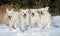 Four golden retriever dogs running outdoors in winter