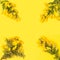 Four gorse hedging branches with flat lay arrangement on splendid yellow background. Copy space