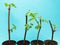 Four grape seedling on a blue background, is isolated