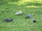 four gray birds wallpaper on green grass