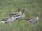 Four Gray geese on a field