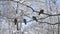 Four gray pigeons standing on branch with white snow.