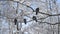 Four gray pigeons standing on branch with white snow.